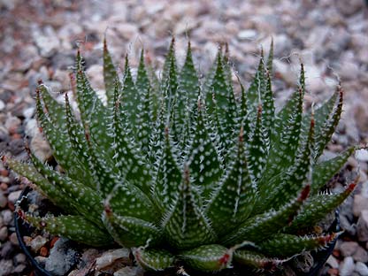 Aloe%20aristata.jpg