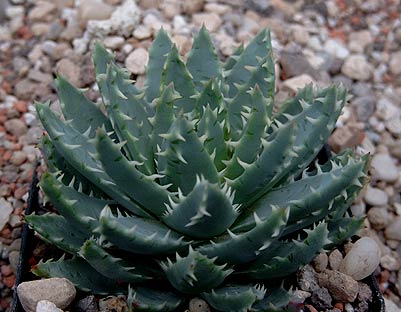 Aloe%20brevifolia.jpg