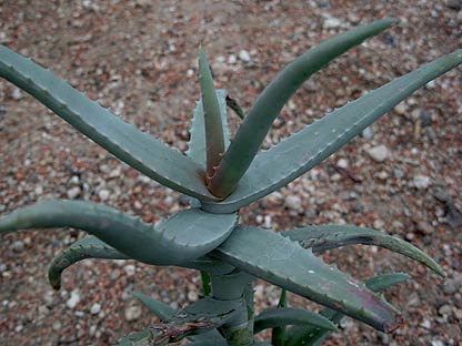 Aloe%20cremnophila.jpg