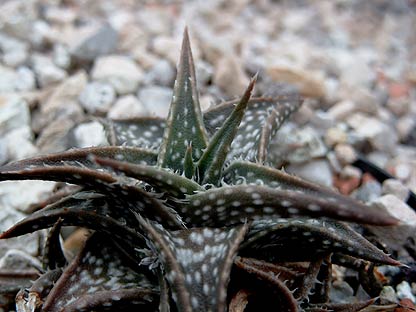 Aloe%20descoingsii.jpg