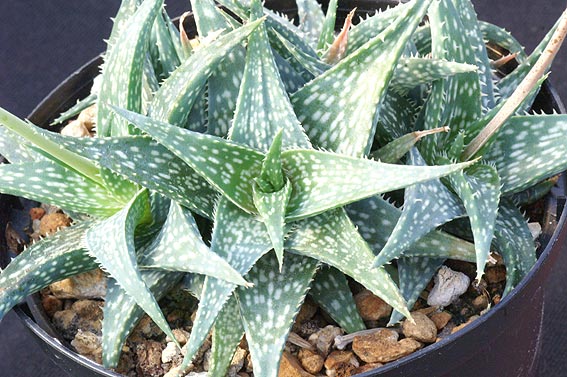 Aloe%20descoingsiixrauhii.jpg