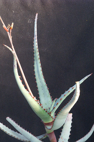 Aloe%20divaricata.jpg