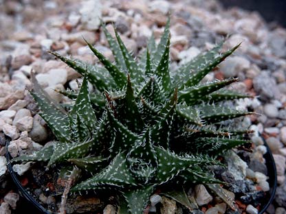 Aloe%20haw%20x%20desc.jpg