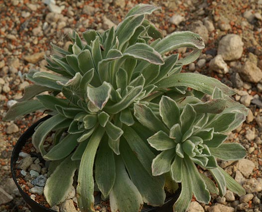 Aeonium%20panaschiert.jpg