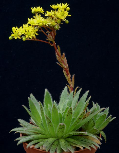 Aeonium%20simsii.jpg