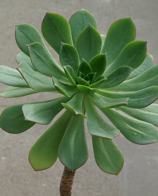 Aeonium%20urbicum.jpg