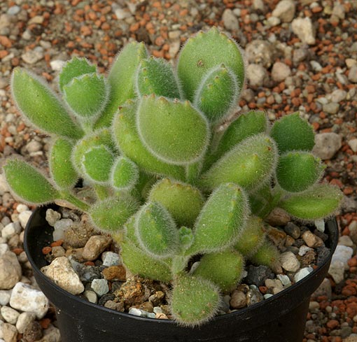 Cotyledon%20tomentosa.jpg