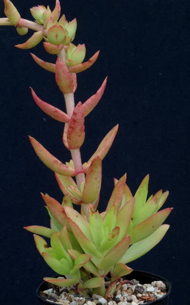 Crassula%20capitella.jpg