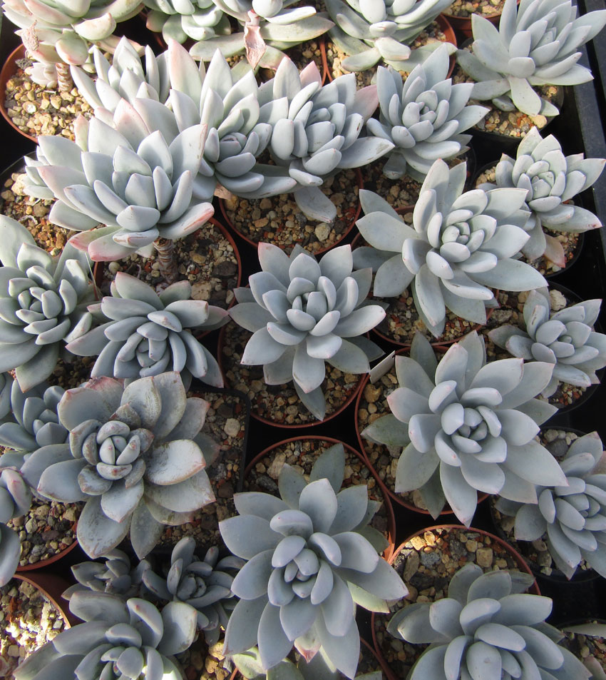 Pachyveria Powder Puff