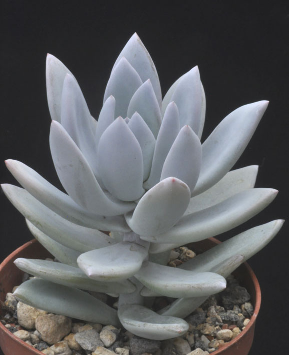 Pachyveria Powder Puff