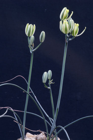 Albuca longipes